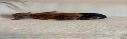 Miniature Dachshund dogs for sale: Litter of shaded red miniature Daschunds  - Advert 12