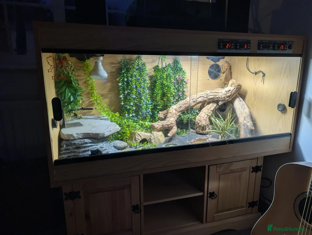 Bearded Dragon reptiles for sale: Bearded Dragon and Full Set Up - Roughly 9 Months  in Wolverhampton - Advert 5
