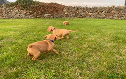 Hungarian Vizsla dogs for sale: The Kennel Club Best Practice Health Standard  - Image 4