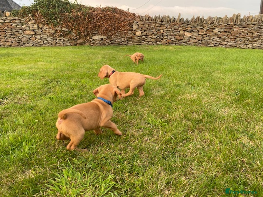 Hungarian Vizsla dogs for sale: The Kennel Club Best Practice Health Standard  - Image 4