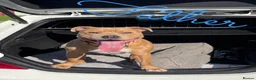 Staffordshire Bull Terrier dogs for sale: KC Blue Fawn Staffordshire Bull Terrier puppies in Glasgow - Advert 2