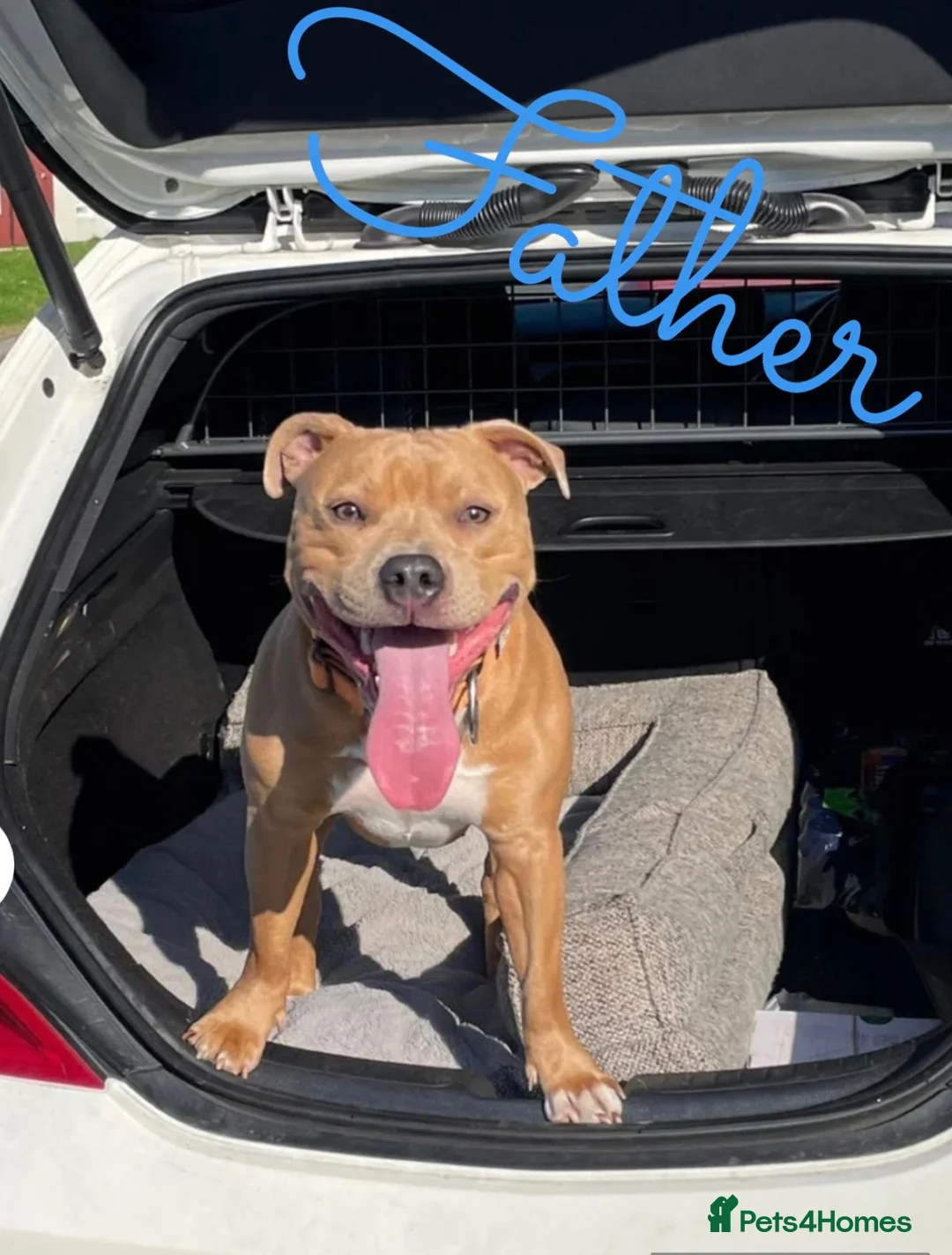 Staffordshire Bull Terrier dogs for sale: KC Blue Fawn Staffordshire Bull Terrier puppies in Glasgow - Advert 2