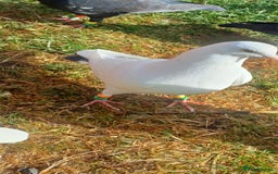 Pigeons birds for sale: Breeding pair of pigeons - Image 4