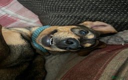 Mixed Breed dogs for sale: Mixed breed rescue dog from Cyprus  - Image 11