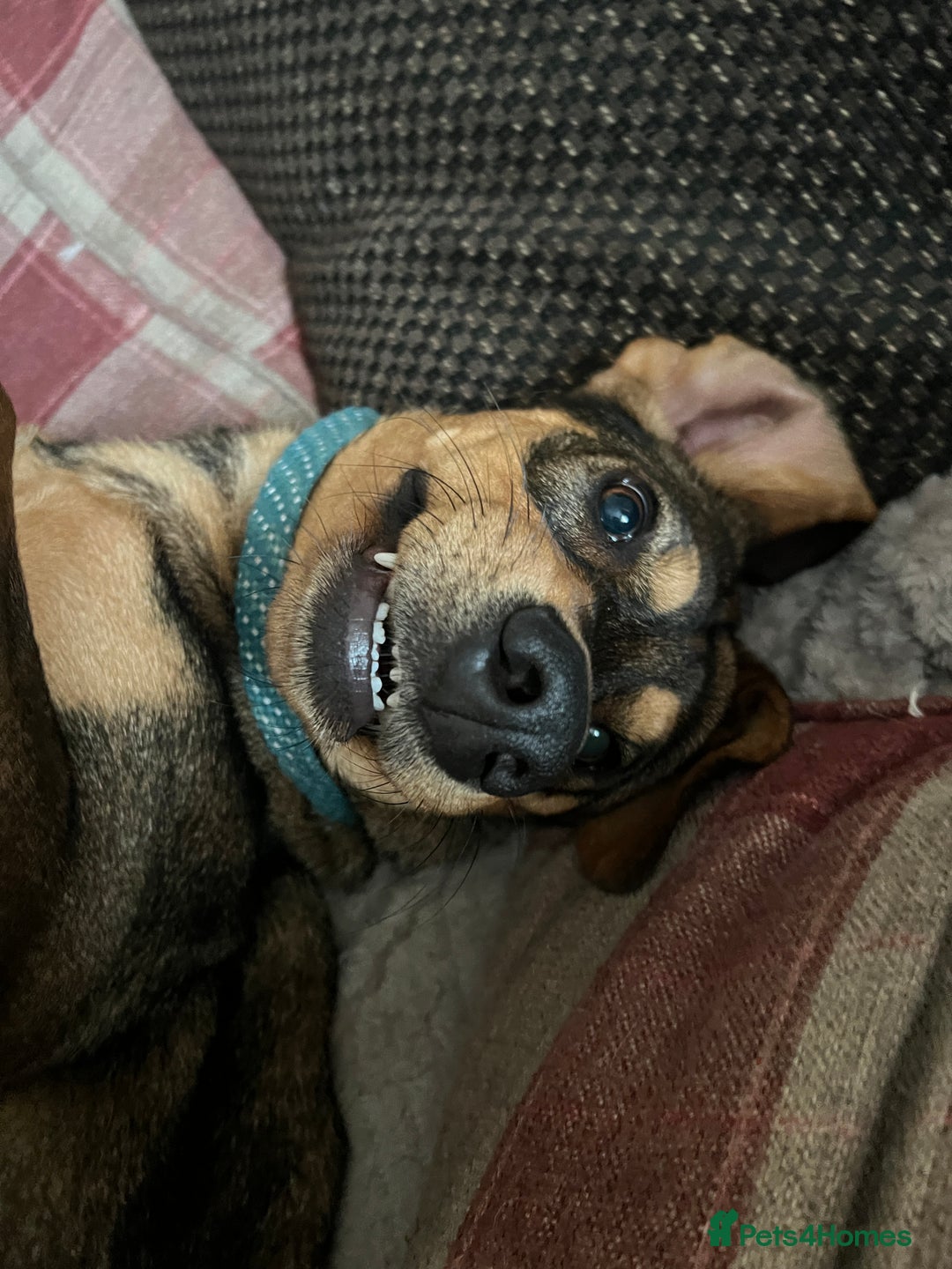 Mixed Breed dogs for sale: Mixed breed rescue dog from Cyprus  - Image 11