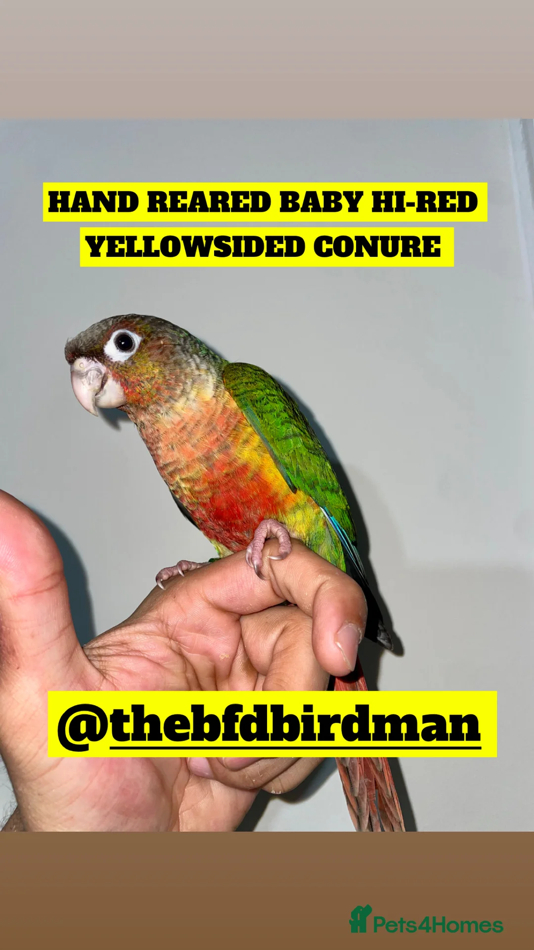Conures birds for sale: 100% SILLY TAME HAND REARED BABY CONURES - Advert 9