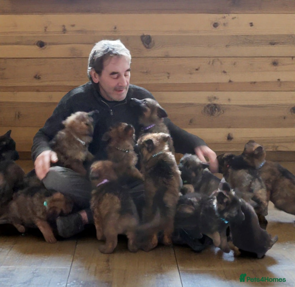 German Shepherd dogs German Sheperd Puppies - Advert 7