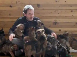 German Shepherd dogs German Sheperd Puppies - Advert 2