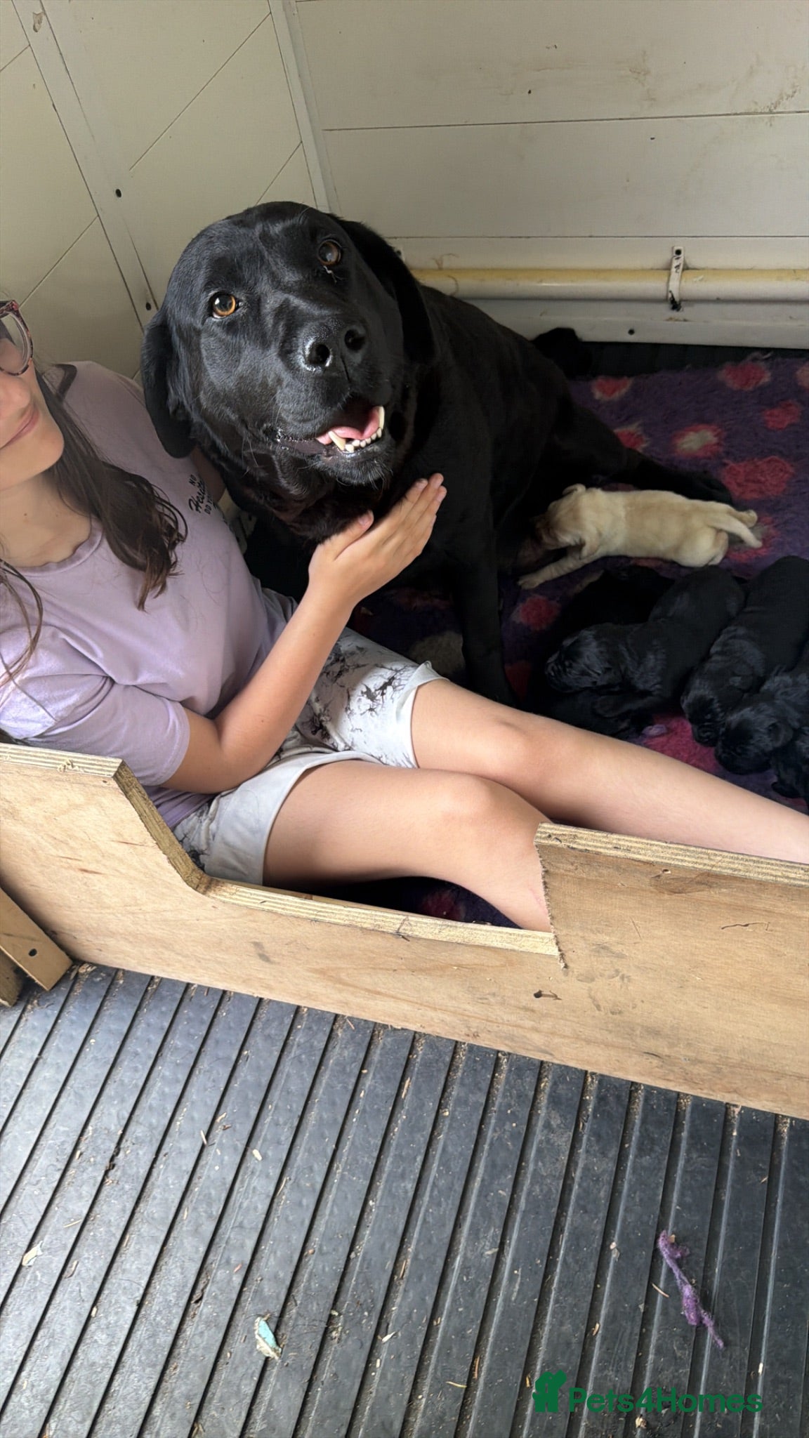 Labrador Retriever dogs Black Labrador pups boys and girls - Advert 1