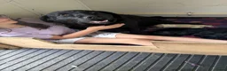 Labrador Retriever dogs for sale: Black Labrador pups boys and girls - Advert 1