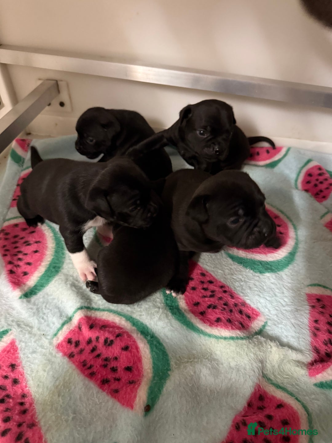 Staffordshire Bull Terrier dogs for sale: Staffordshire bull terrier puppies kc papered - Advert 22