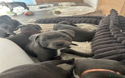 Staffordshire Bull Terrier dogs for sale: Stunning Blue Staffordshire Bull Puppies for sale - Image 19