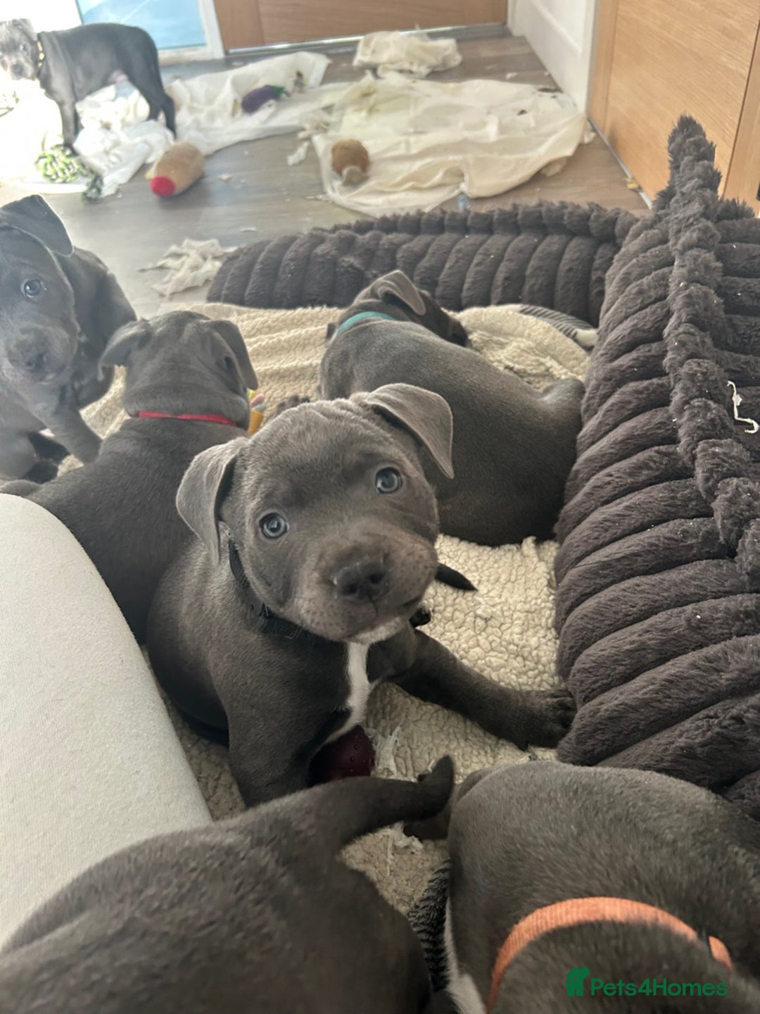 Staffordshire Bull Terrier dogs for sale: Stunning Blue Staffordshire Bull Puppies for sale - Image 19