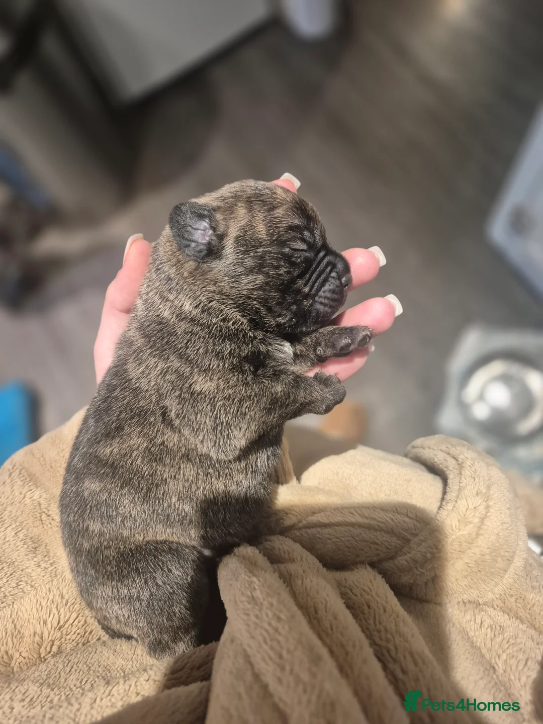 Mixed Breed dogs for sale: Mastiff cross french bulldog puppies  - Advert 4