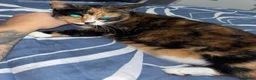 Mixed Breed cats for sale: Calico for rehoming - Advert 2