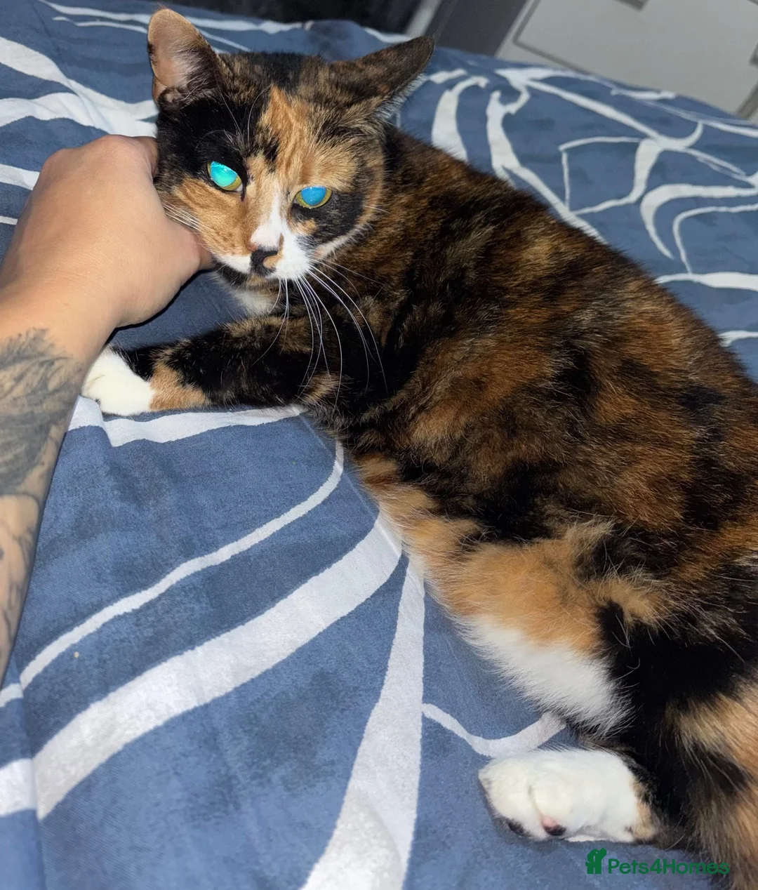 Mixed Breed cats for sale: Calico for rehoming - Advert 2