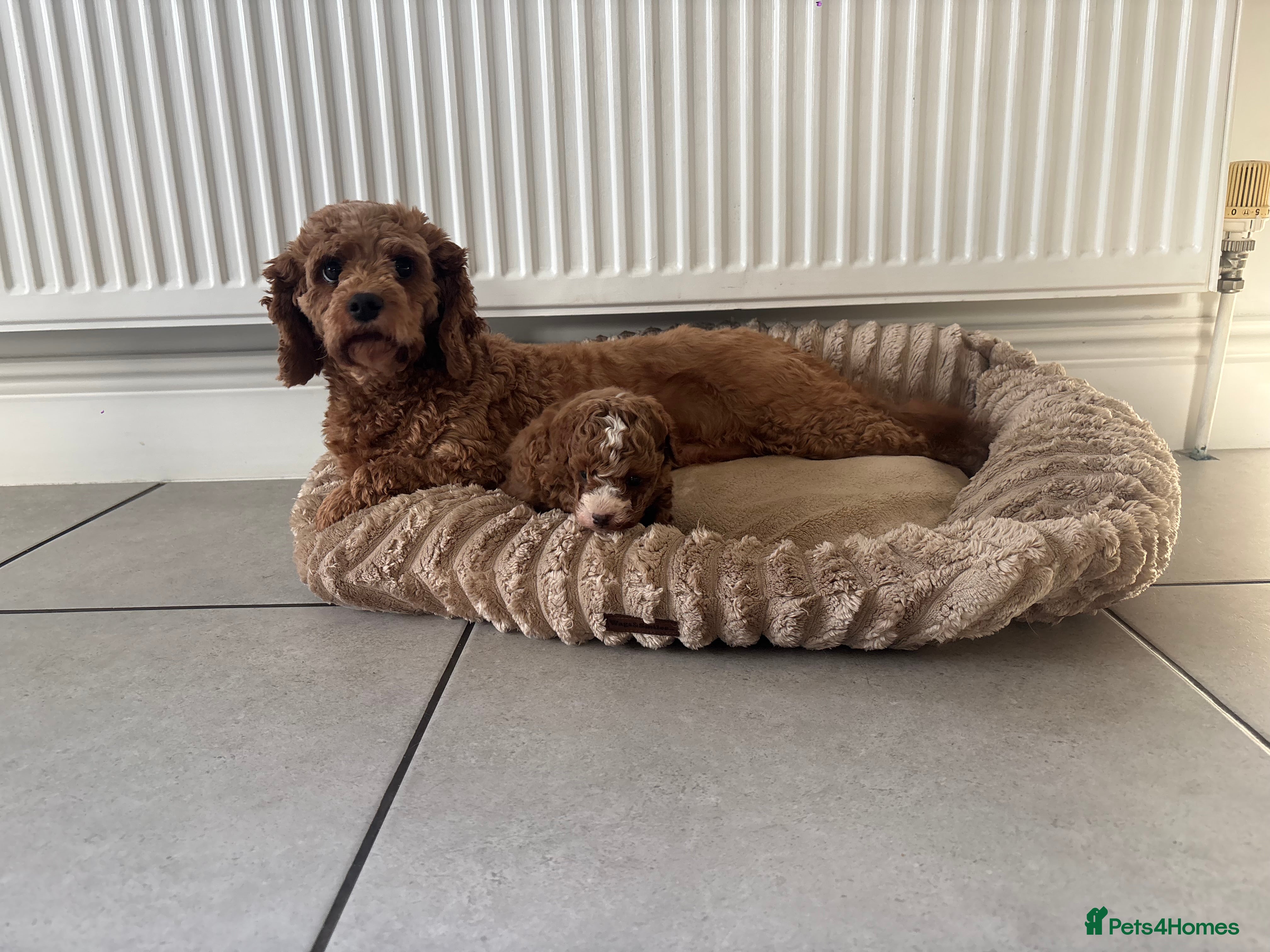 Cavapoo dogs Dark red cavapoo puppy  - Advert 1