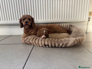 Cavapoo dogs Dark red cavapoo puppy - Advert 1