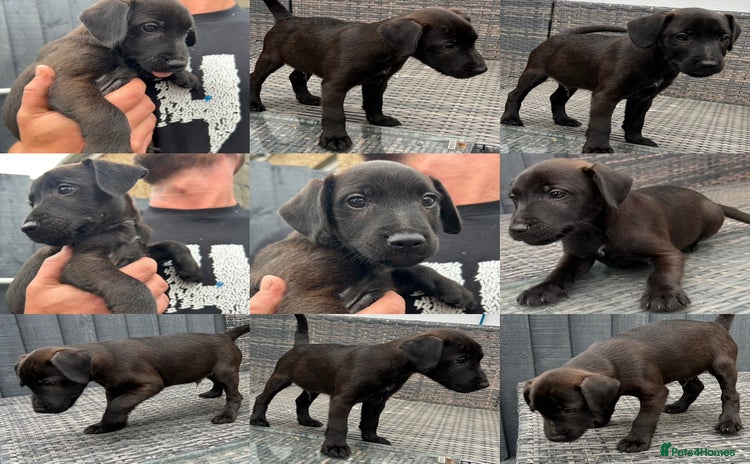 Patterdale Terrier dogs - Advert 1
