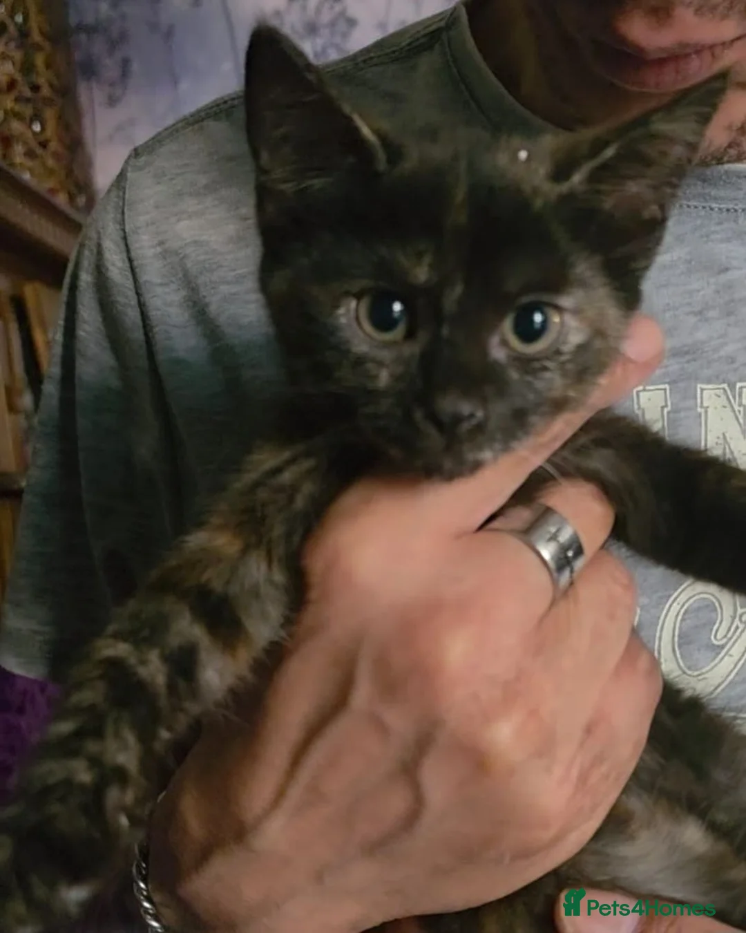 Mixed Breed cats for sale: Beautiful litter of kittens in Bournemouth - Advert 18