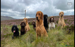 Cocker Spaniel dogs for sale: Cocker Spaniel puppies - Advert 1