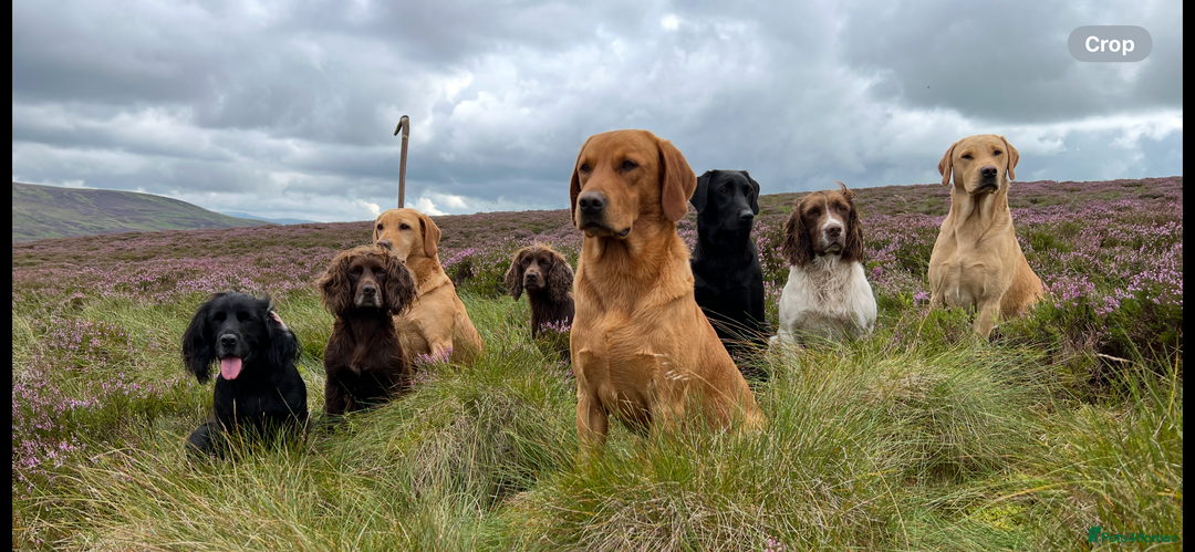 Cocker Spaniel dogs for sale: Cocker Spaniel puppies - Advert 1
