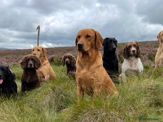Cocker Spaniel dogs for sale: Cocker Spaniel puppies - Advert 1