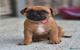 Staffordshire Bull Terrier dogs for sale: !READY NOW! KC Reg Quality Red Staffy Puppies  - Image 12