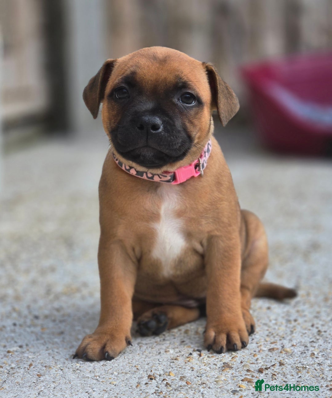 Staffordshire Bull Terrier dogs for sale: !READY NOW! KC Reg Quality Red Staffy Puppies  - Image 12