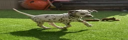 Dalmatian dogs for sale: JUST 3 BOYS LEFT READY THIS WEEK  - Advert 13