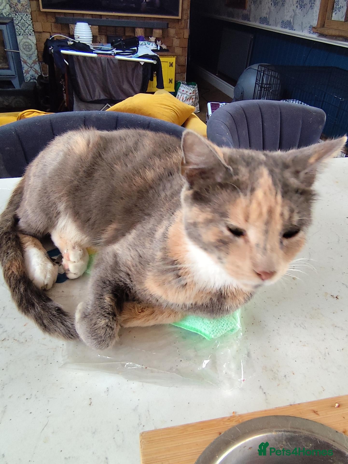 Mixed Breed cats for sale: Three beautiful kittens for sale - Advert 7