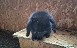 Mini Lop rabbits for sale: Mini Lop Rabbits - Image 15