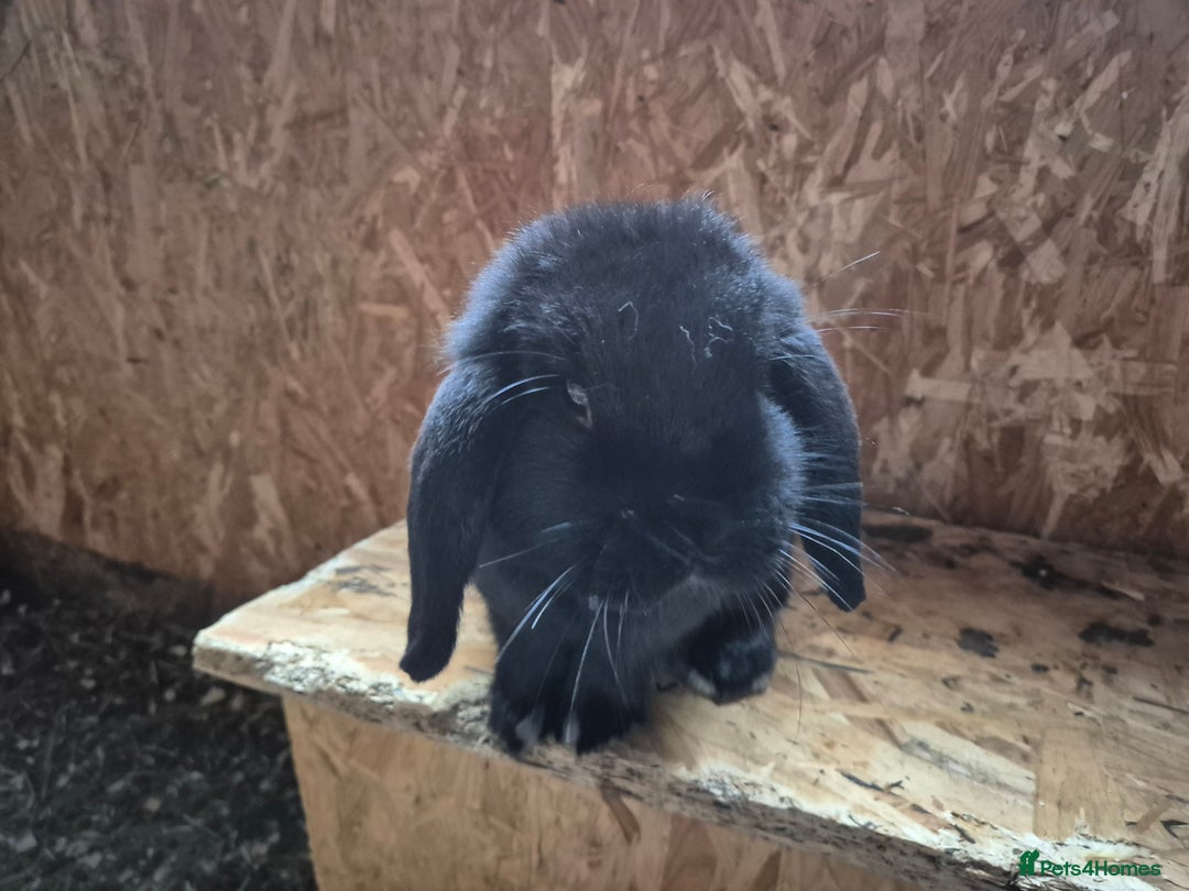 Mini Lop rabbits for sale: Mini Lop Rabbits - Image 15