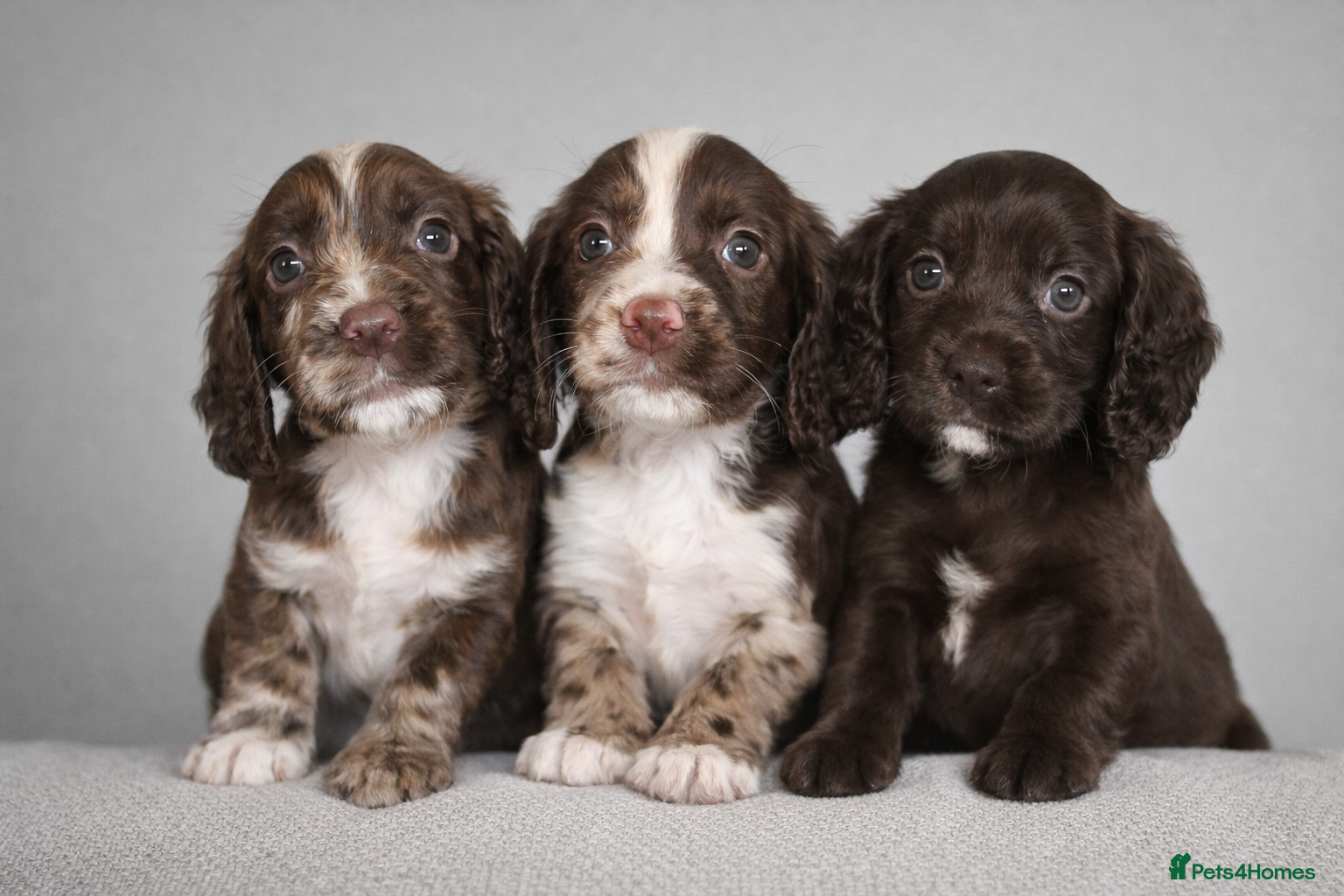 Cocker Spaniel dogs 🐾 Stunning merle Cocker Spaniels - 3 available🐾  - Advert 11