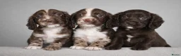 Cocker Spaniel dogs for sale: 🐾 Stunning merle Cocker Spaniels - 3 available🐾  - Advert 1