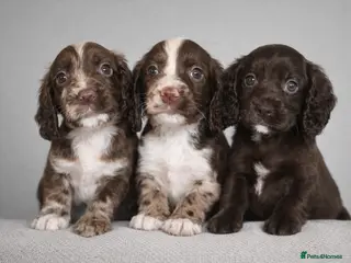 Cocker Spaniel dogs 🐾 Stunning merle Cocker Spaniels - 3 available🐾 - Advert 11