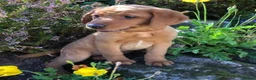Labrador Retriever dogs for sale: Dark fox red Labrador Retriever Puppies For Sale  in Corwen - Advert 6