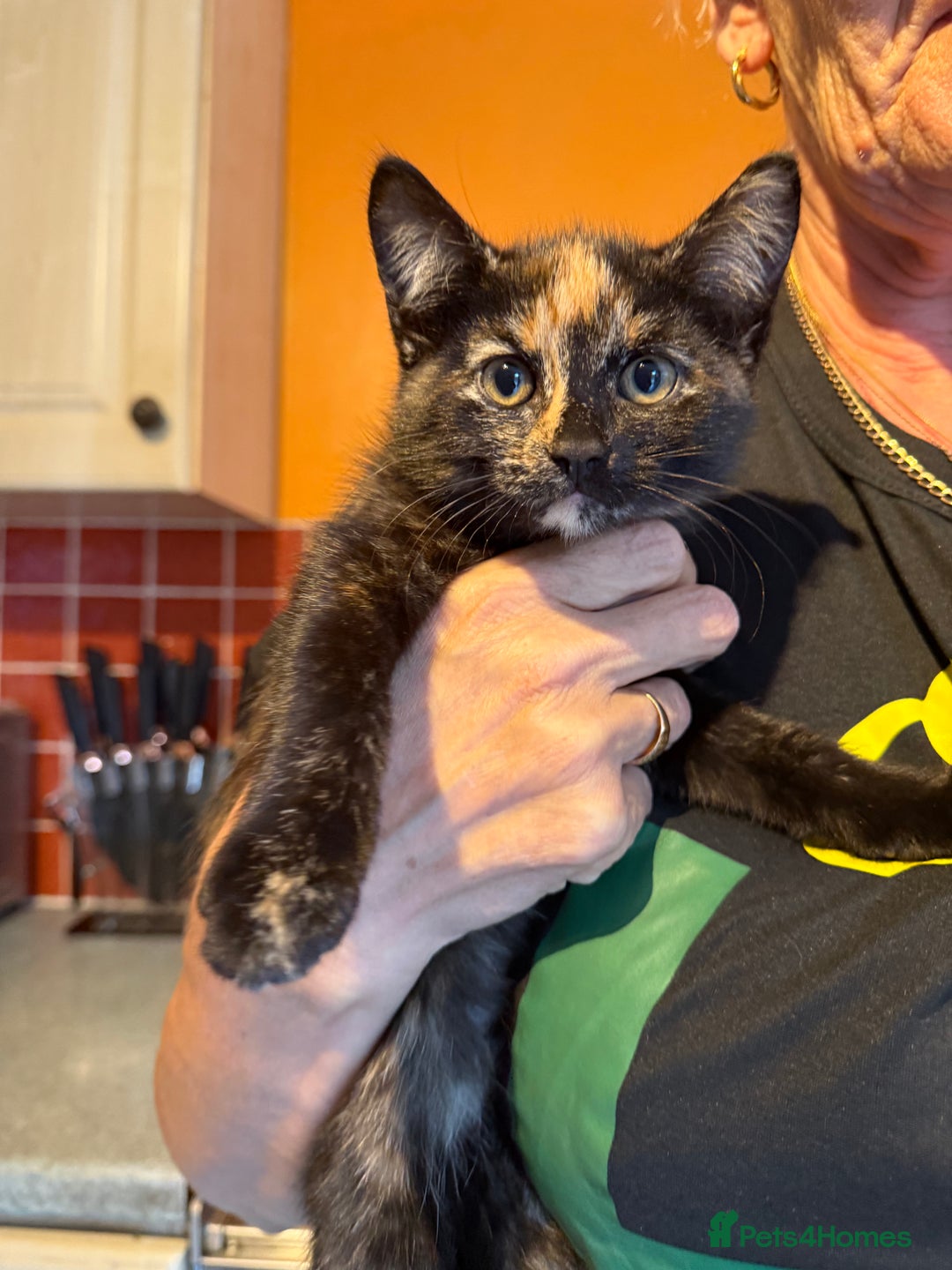 Mixed Breed cats for sale: 2 CUTE TORTOISESHELL GIRLS  - Image 4
