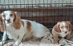 Cocker Spaniel dogs for sale: Cocker pup - Image 3