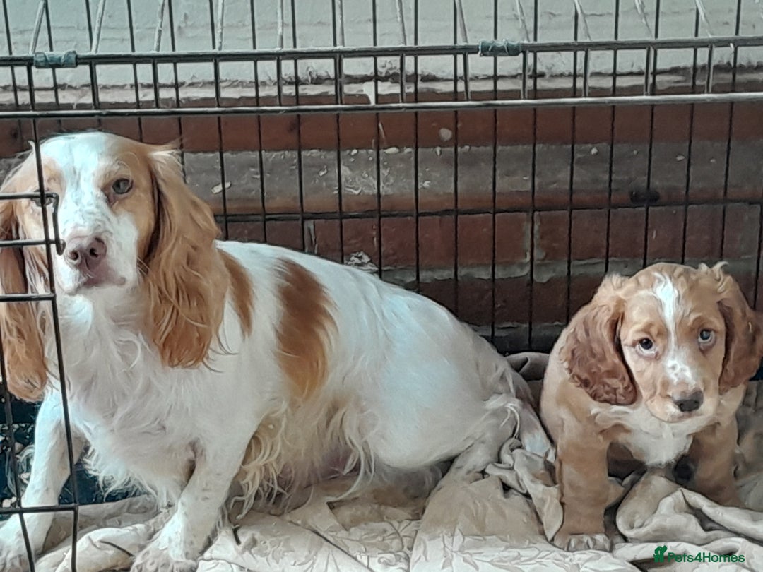 Cocker Spaniel dogs for sale: Cocker pup - Image 3