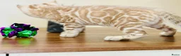 Bengal cats for sale: ⭐⭐⭐ Pedigree Bengal TICA registered Kittens ⭐⭐⭐ - Advert 22