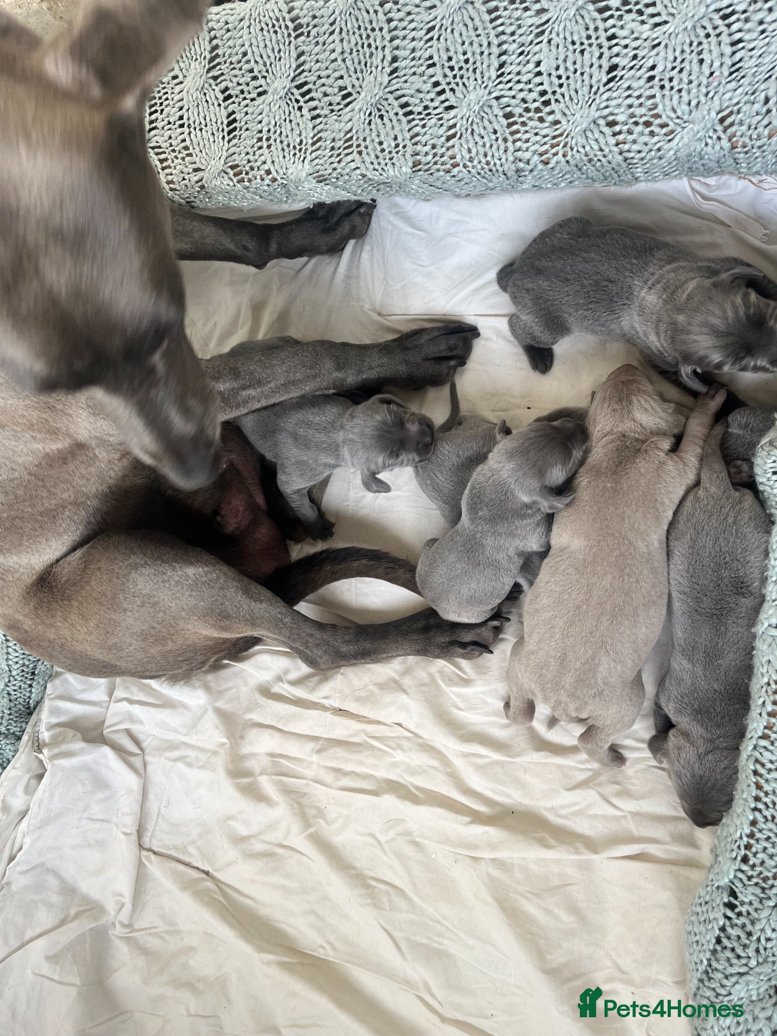 Weimaraner dogs for sale: BLUE and SILVER Purebred pups from KC reg Weims - Advert 17