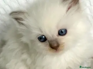 Ragdoll cats Stunning GCCF Babies - Advert 18
