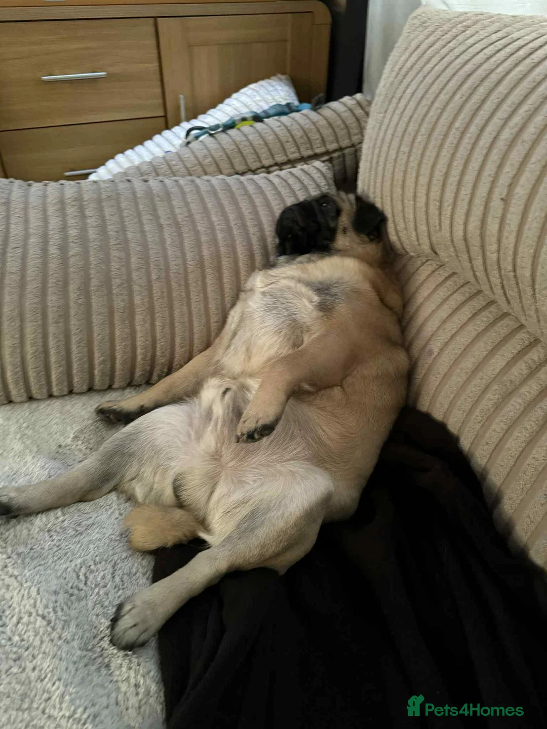 Pug dogs for stud: Frank the pug  - Advert 2