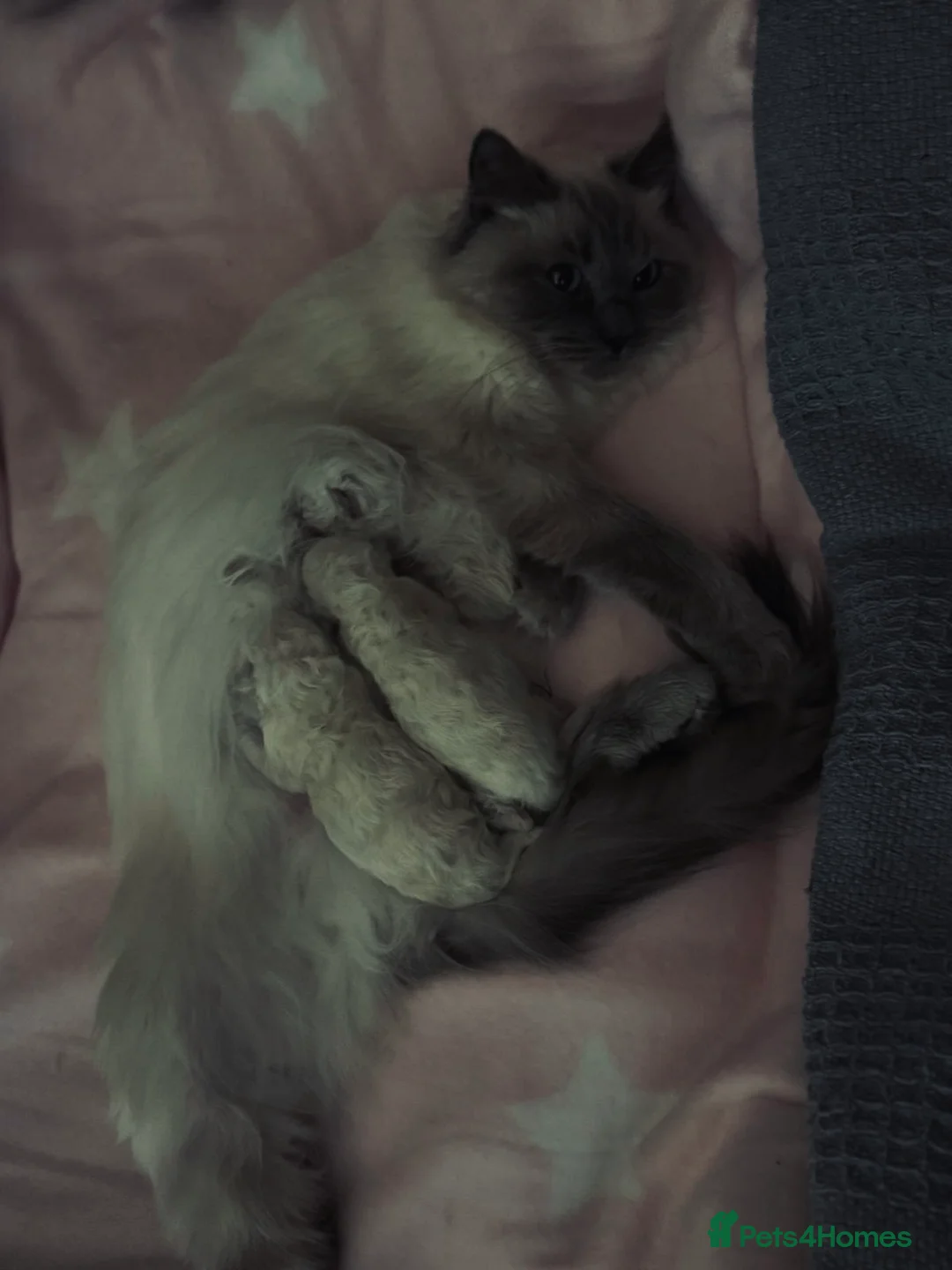 Ragdoll cats for stud: GCCF Proven Stud carrying chocolate in Glasgow - Advert 8