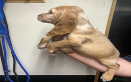 Cocker Spaniel dogs for sale: Orange Roan Girls - Image 8