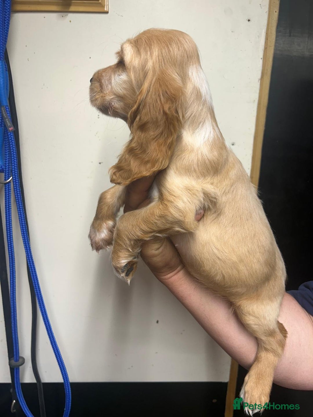 Cocker Spaniel dogs for sale: Orange Roan Girls - Image 8