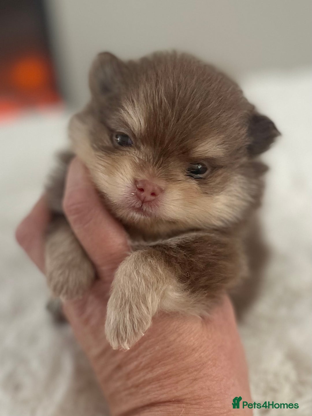 Pomeranian dogs for sale: Pomeranian puppy’s Blk&Tan Choc&Tan 🖤🧡🤎 - Image 6