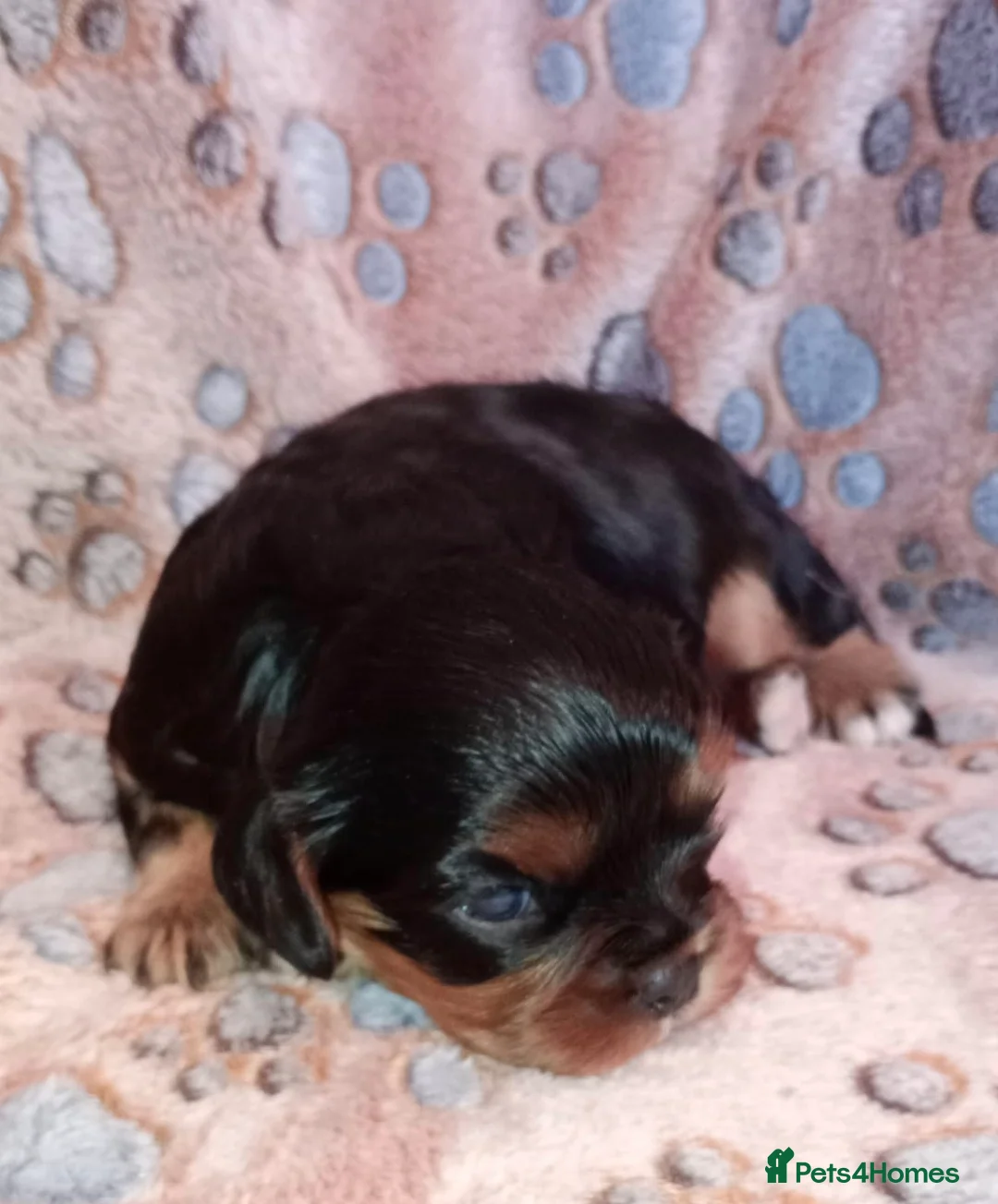 Cavalier King Charles Spaniel dogs for sale: *LASY BOY* *READY * Cavalier King Charles Puppies  - Advert 28