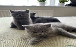British Shorthair cats for sale: CHAMPION BSH PEDIGREE GCCF REGISTERED  - Image 11